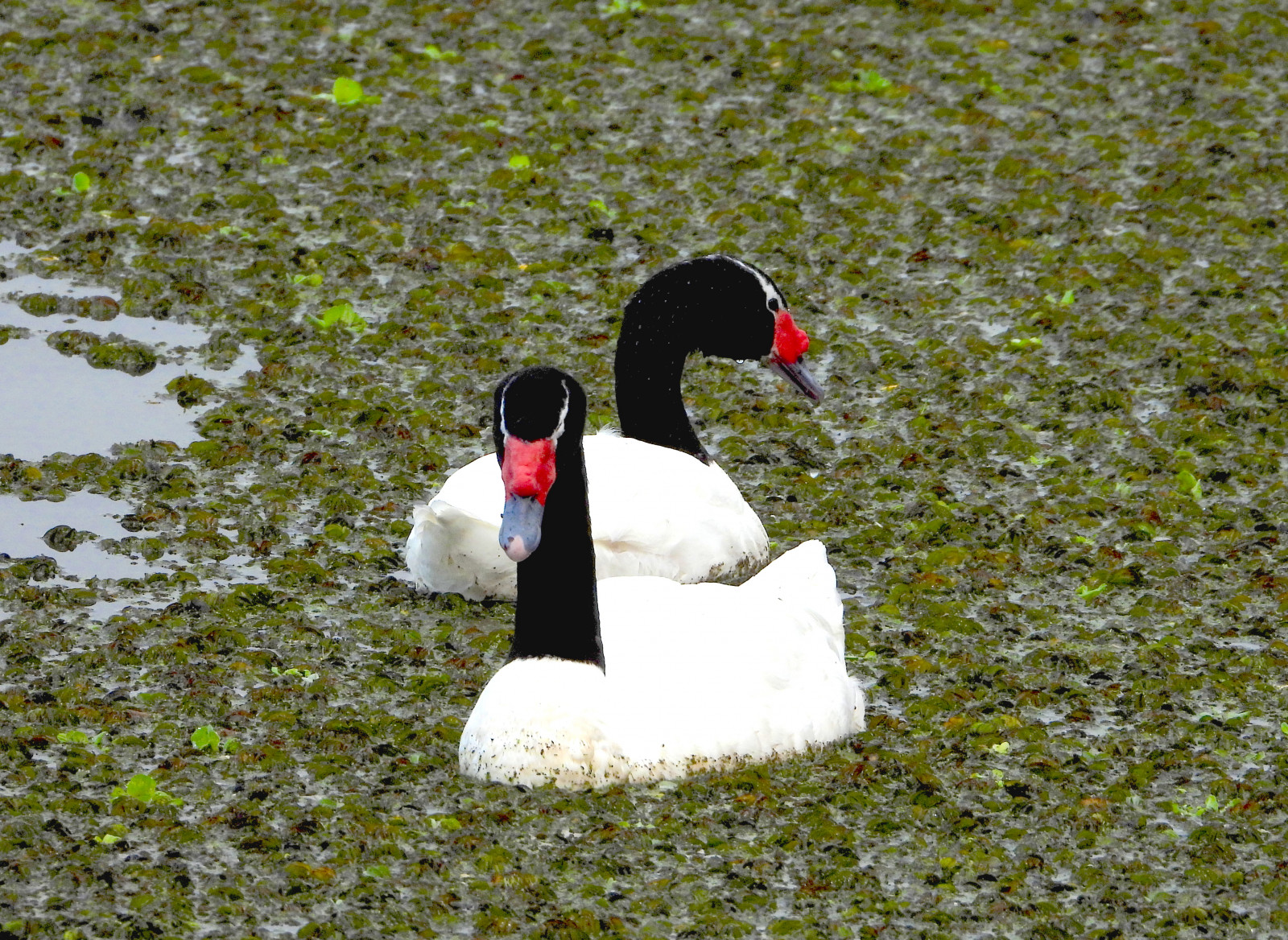image Black-necked Swan